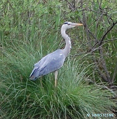 Ardea cinerea